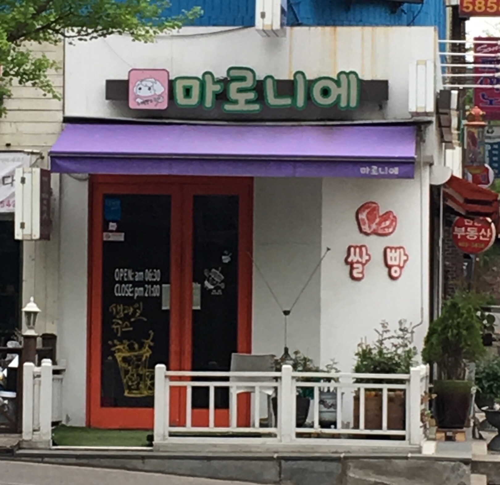 마로니에