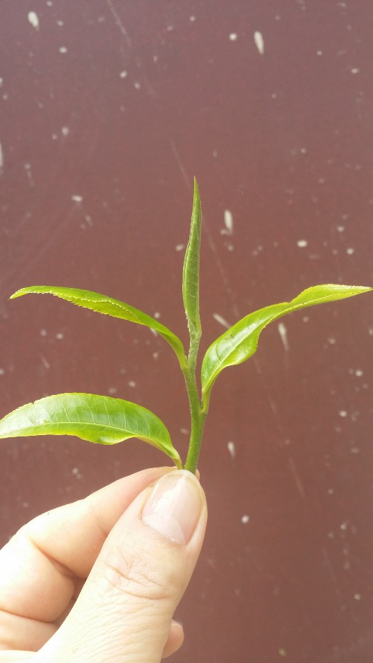 카페 라금재