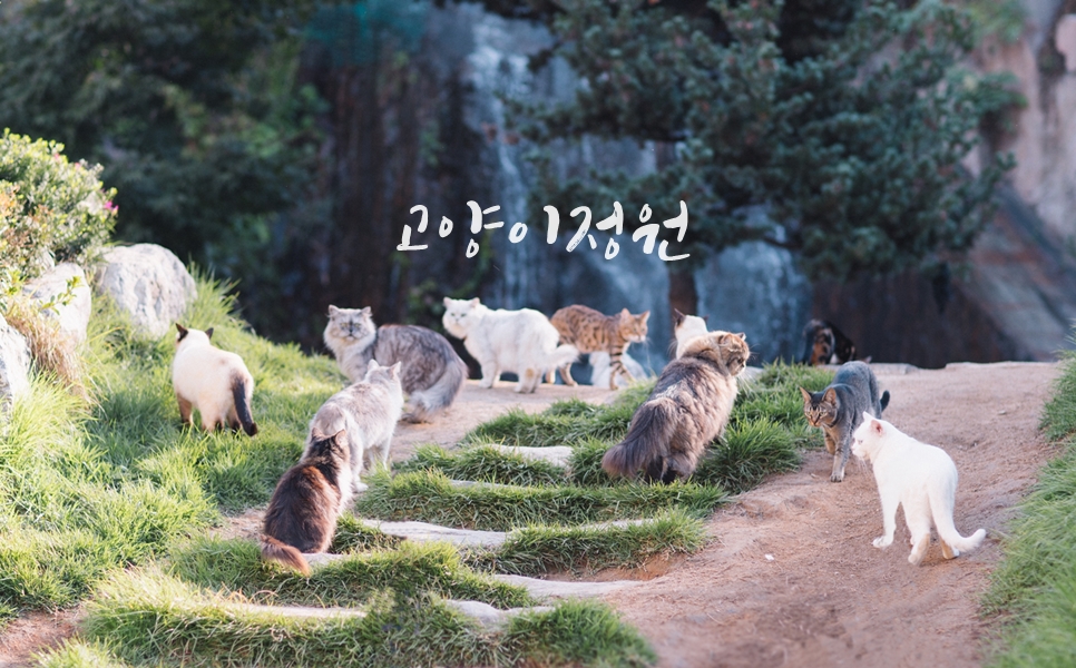 고양이정원