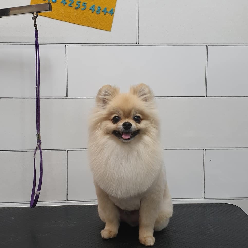 프리티펫 대표 이미지