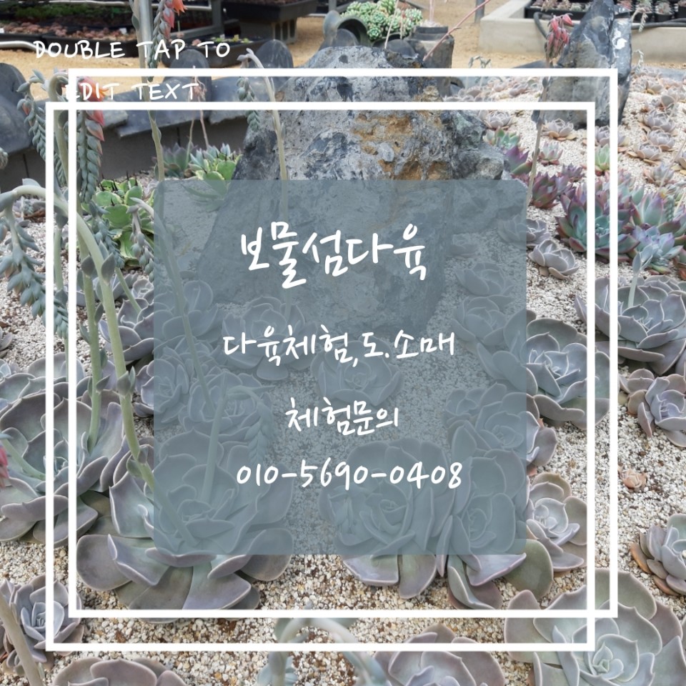 보물섬 다육