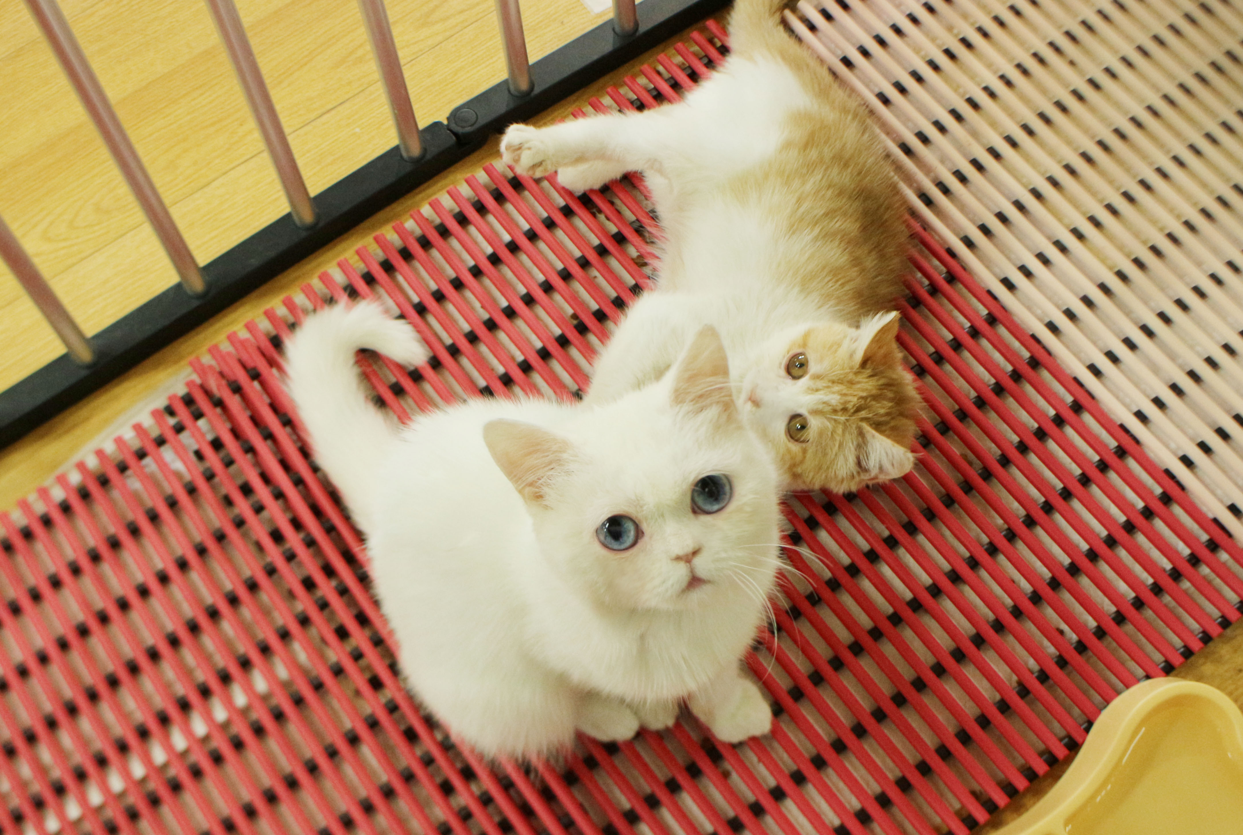 동물보육원 서울신당지부 대표 이미지