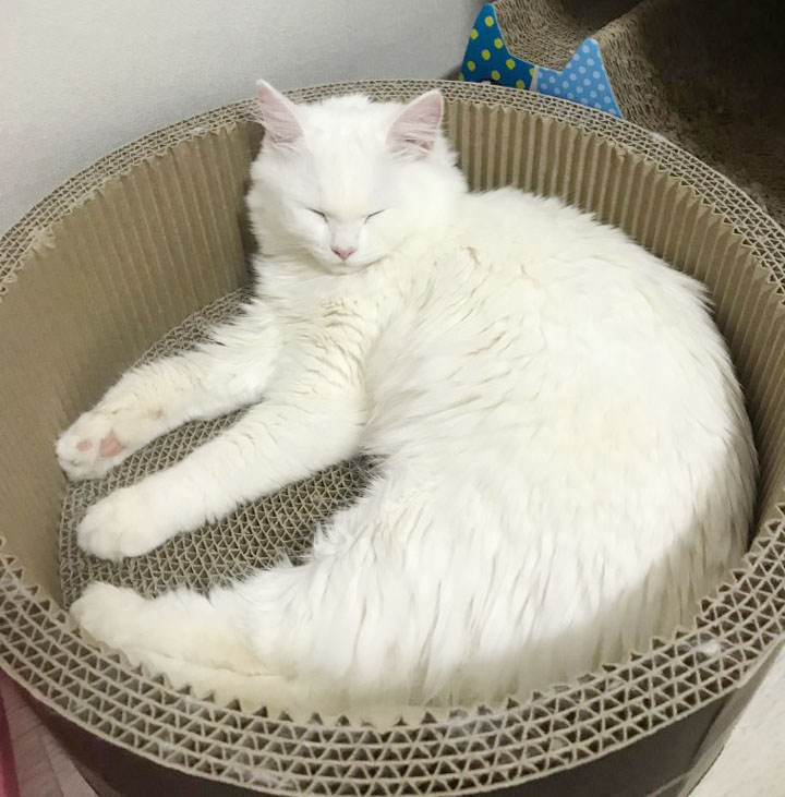 동물보육원 서울본부 대표 이미지