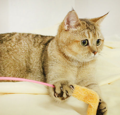 동물보육원 서울본부 대표 이미지