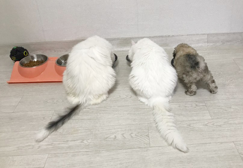 동물보육원 서울신당지부 대표 이미지