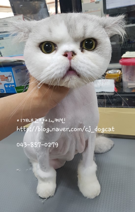 이개내고양이 대표 이미지
