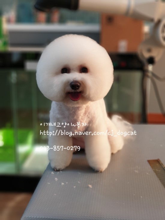 이개내고양이 대표 이미지