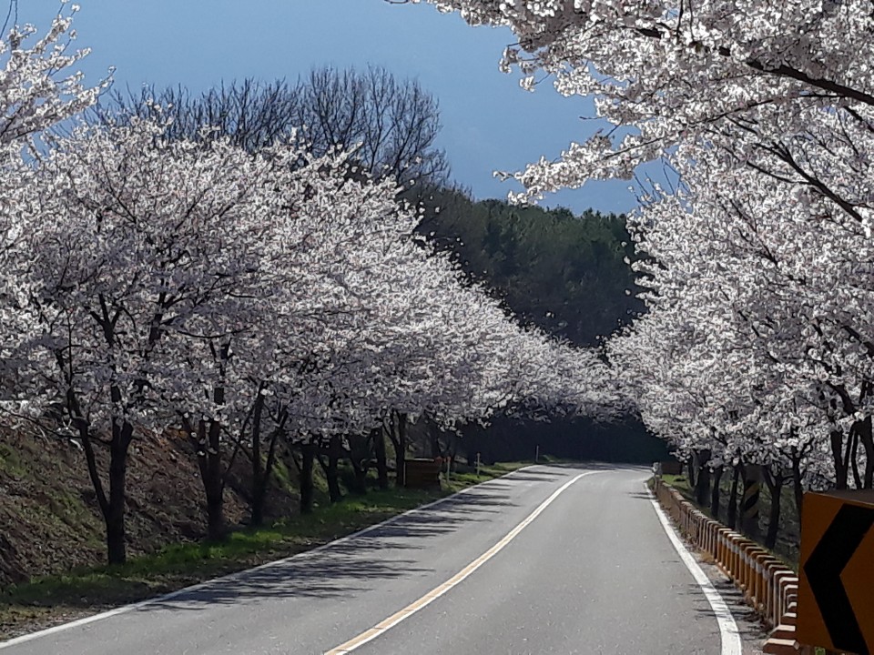 벚꽃사이로 대표 이미지