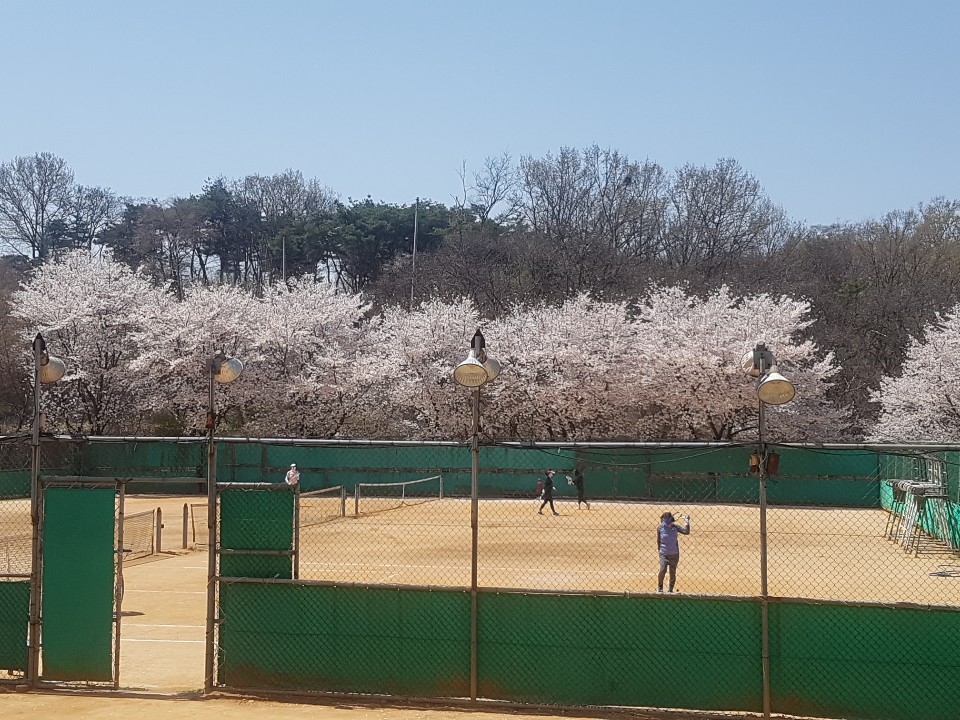 늘 푸른 테니스장