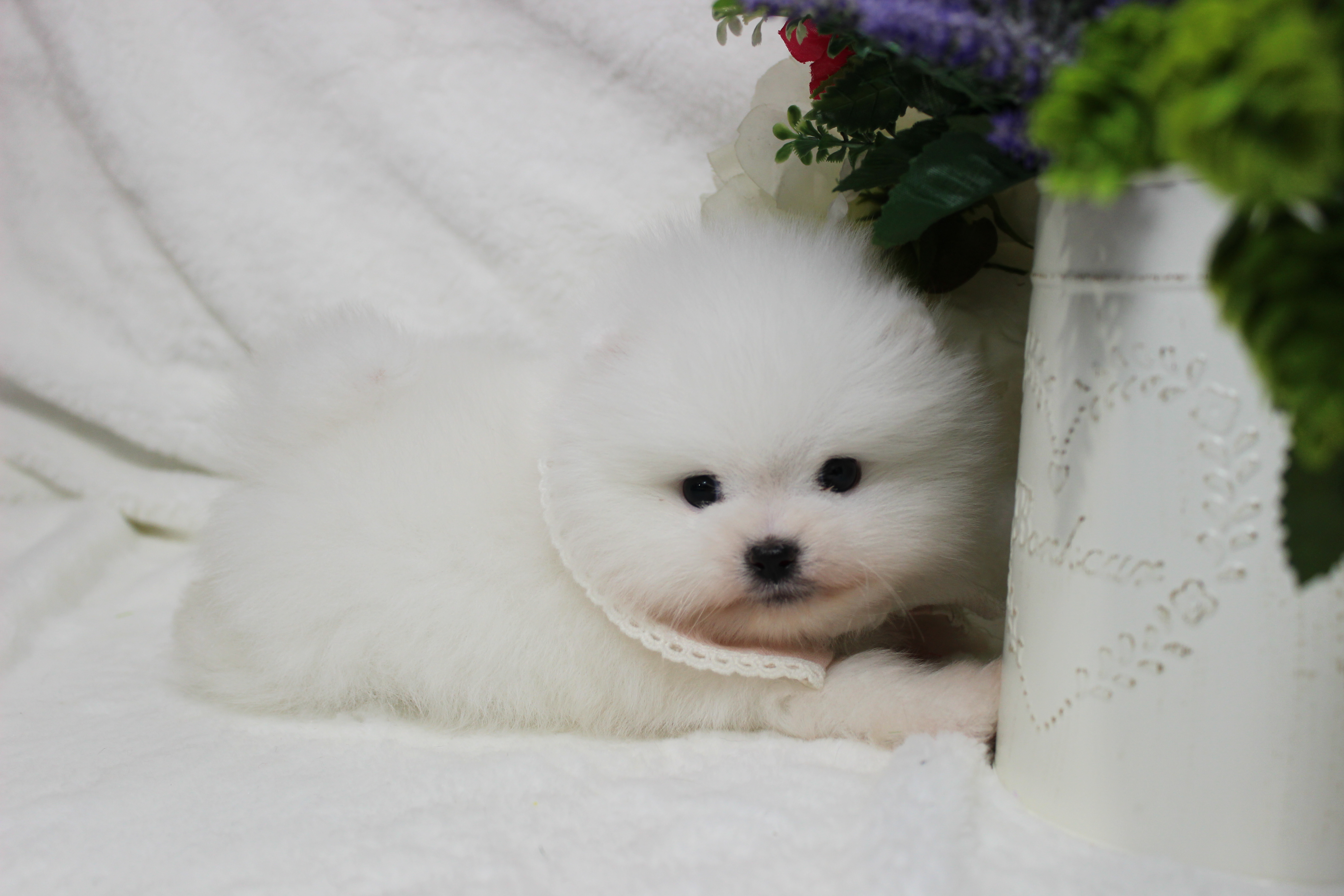 몽냥몽냥 대표 이미지