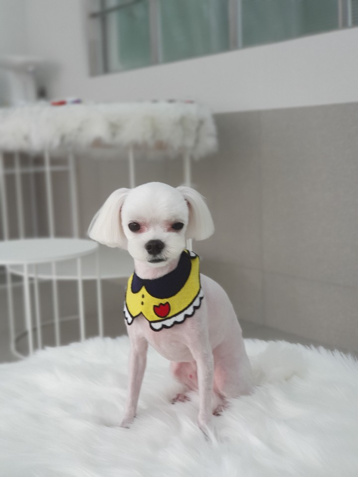 엘리스펫 대표 이미지