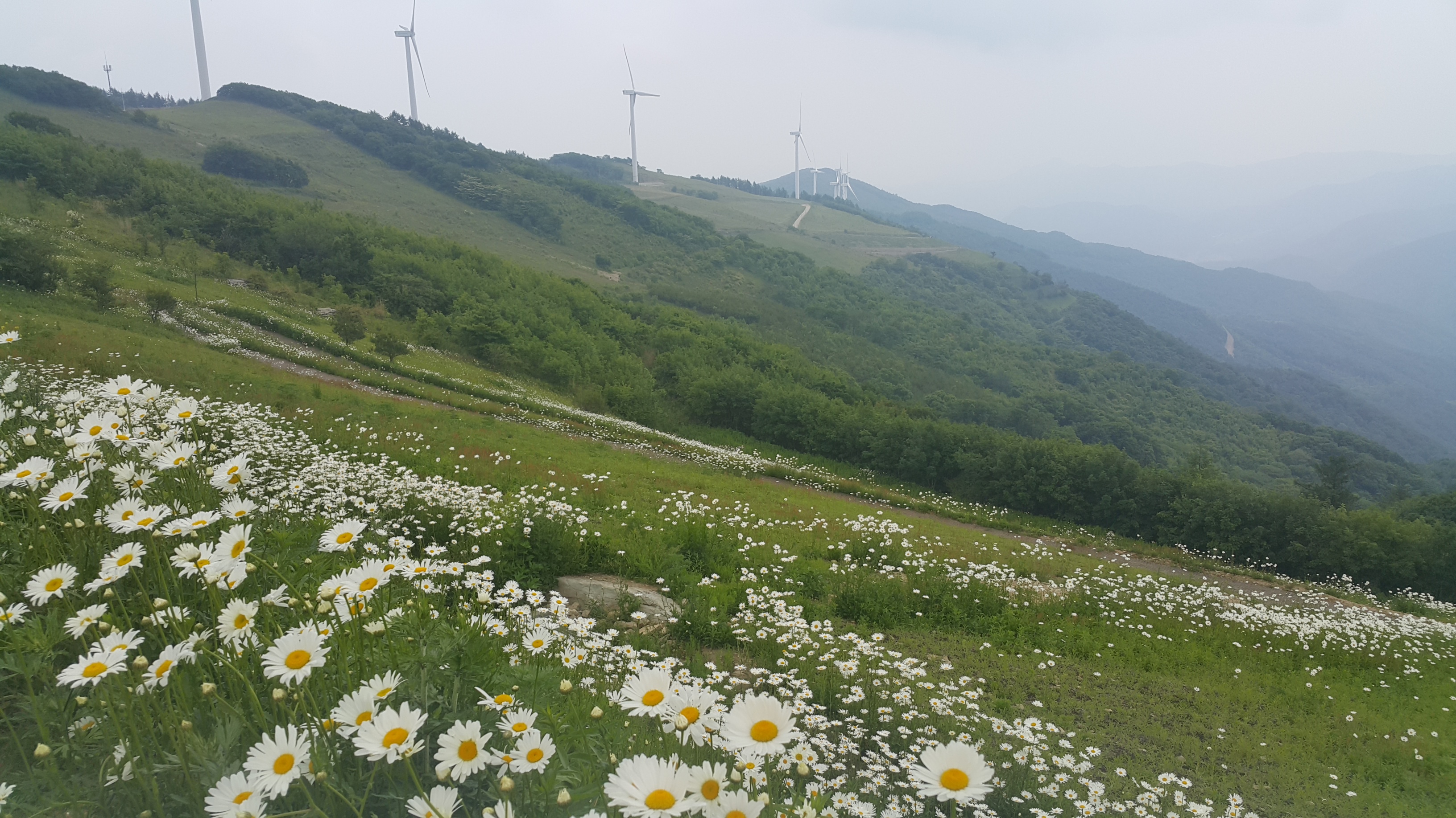 상준네  농원