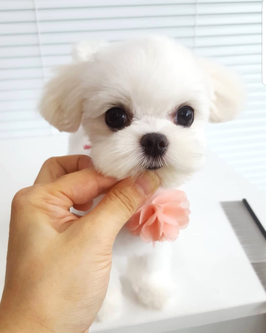 플레이독 애견유치원호텔&애견미용실