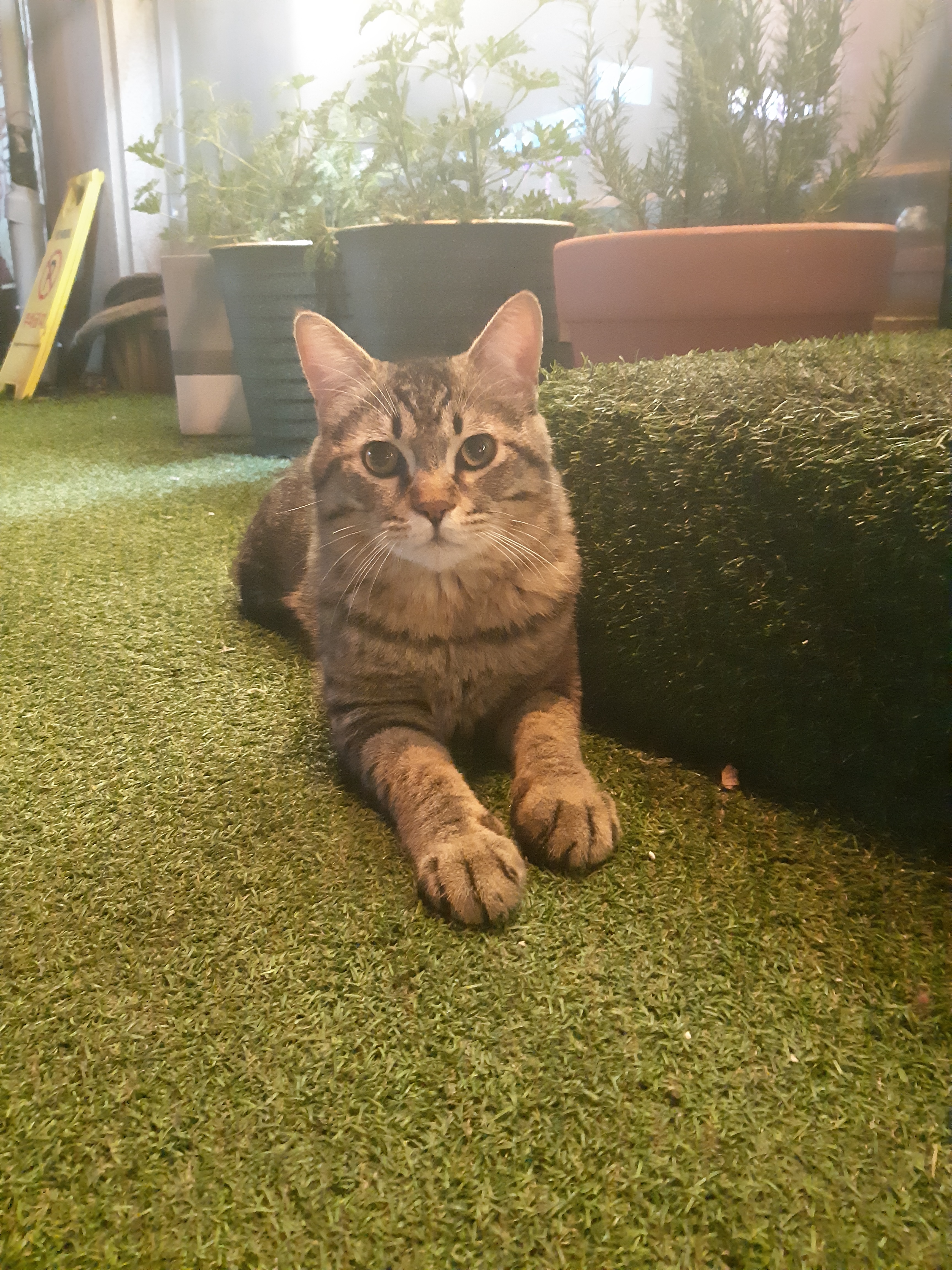 국수네달구지막창 본점