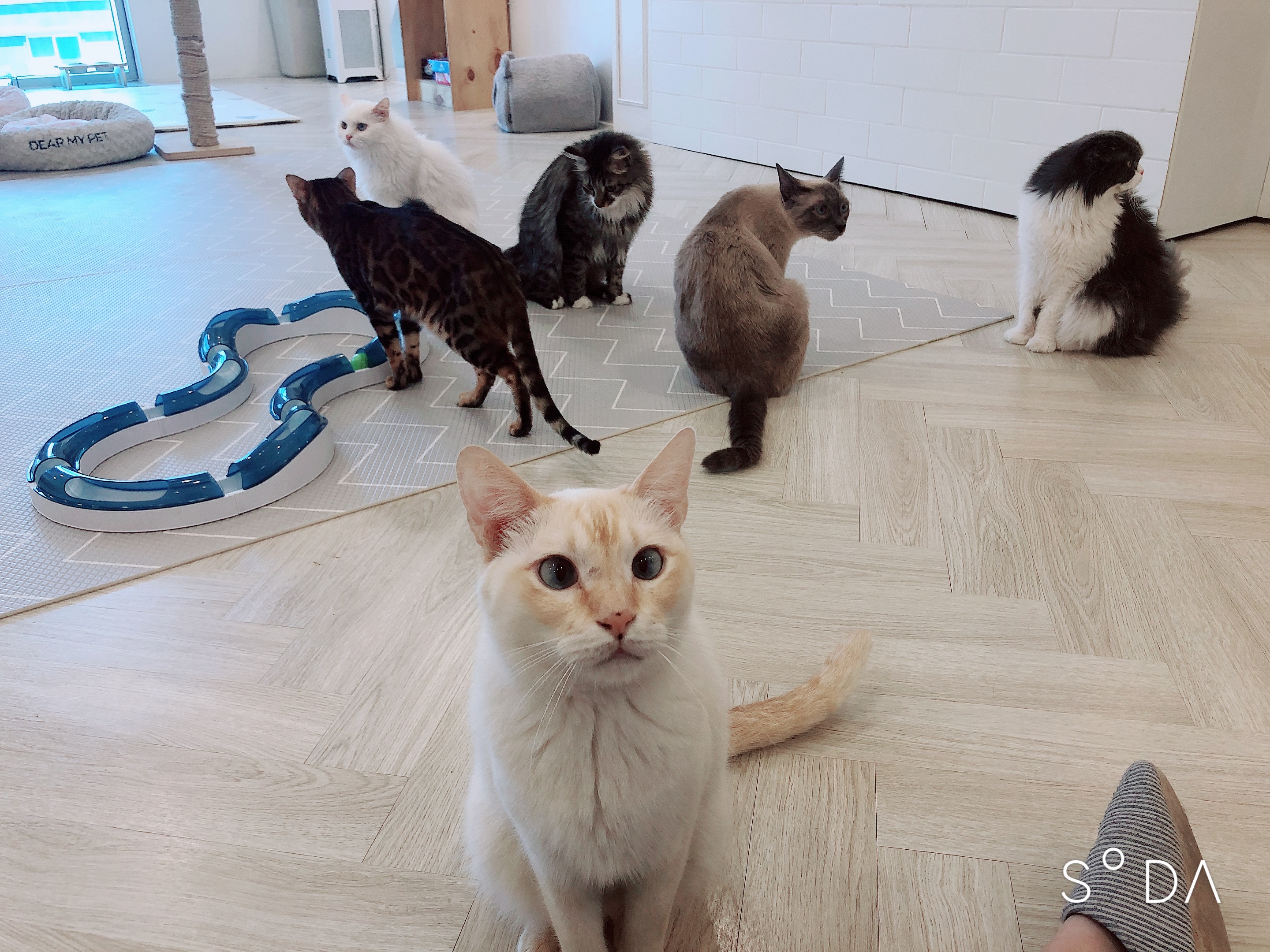 고양이별캣카페