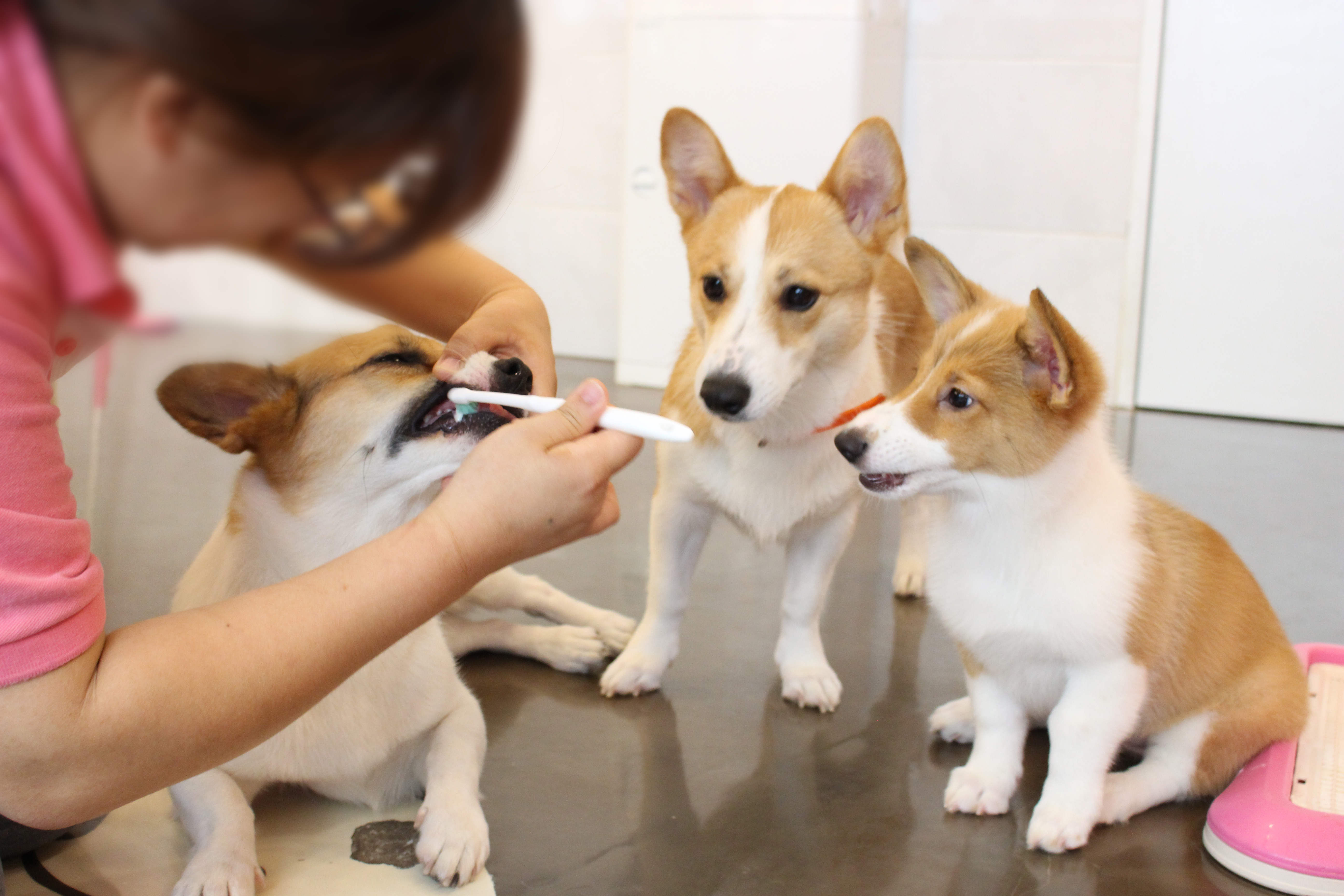 도그원 애견호텔&유치원 대표 이미지