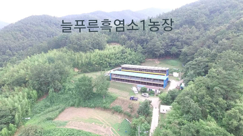 늘푸른흑염소1농장