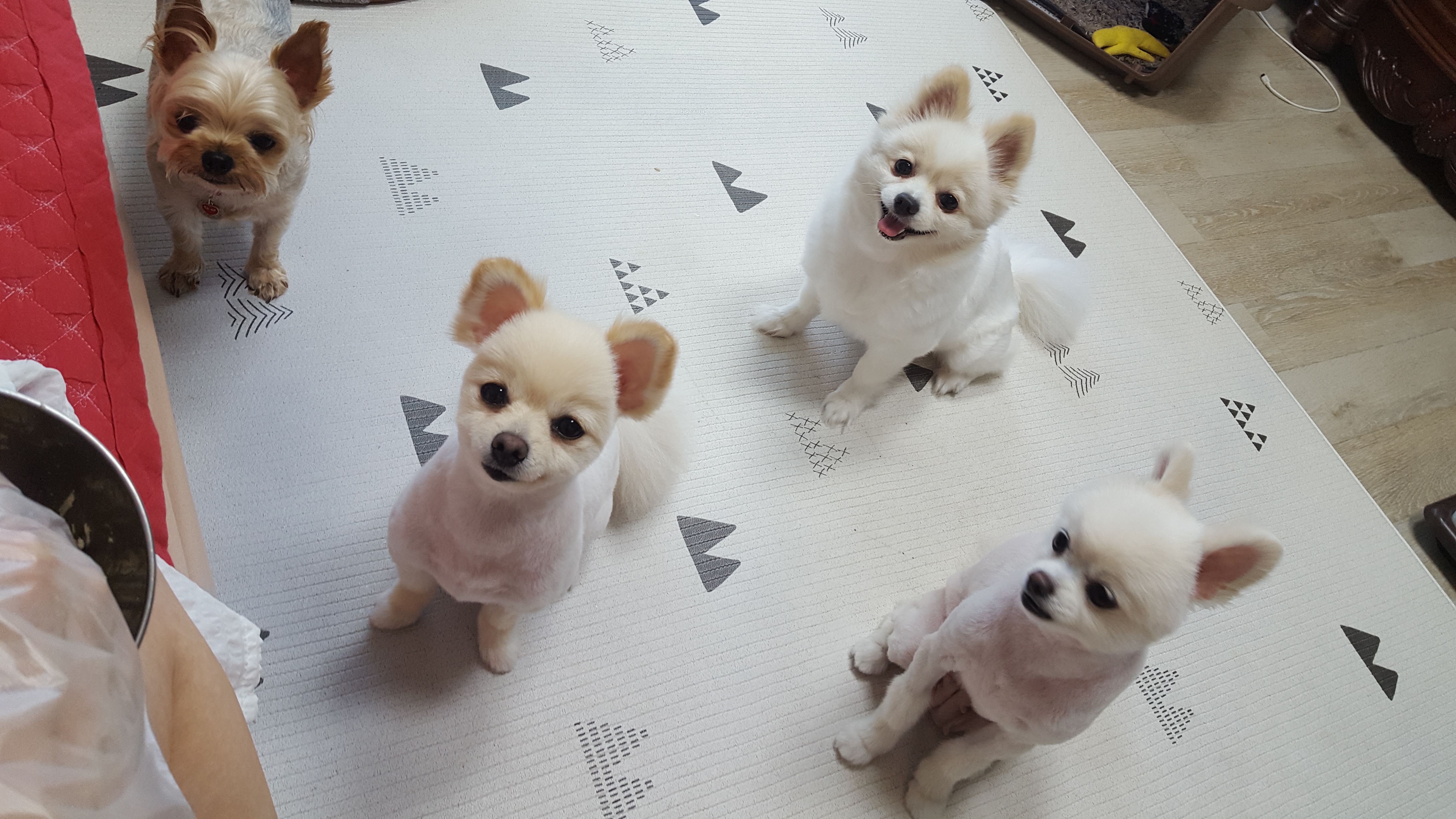 영심이애견호텔 대표 이미지