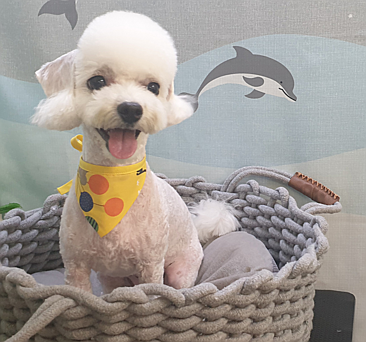 뽀송뽀송 애견미용실 대표 이미지