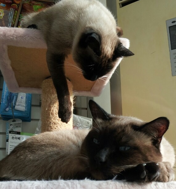 도그앤캣동물병원 대표 이미지