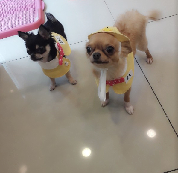 애견샾 대표 이미지