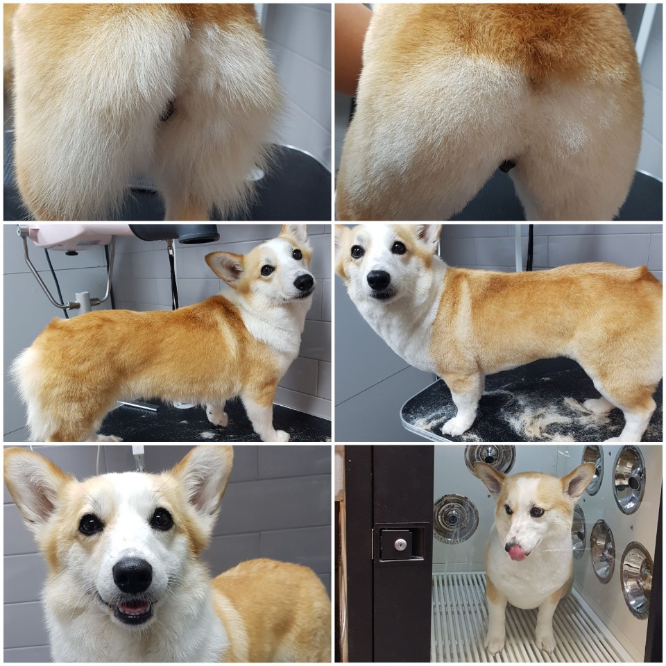 꼬망스펫살롱 대표 이미지