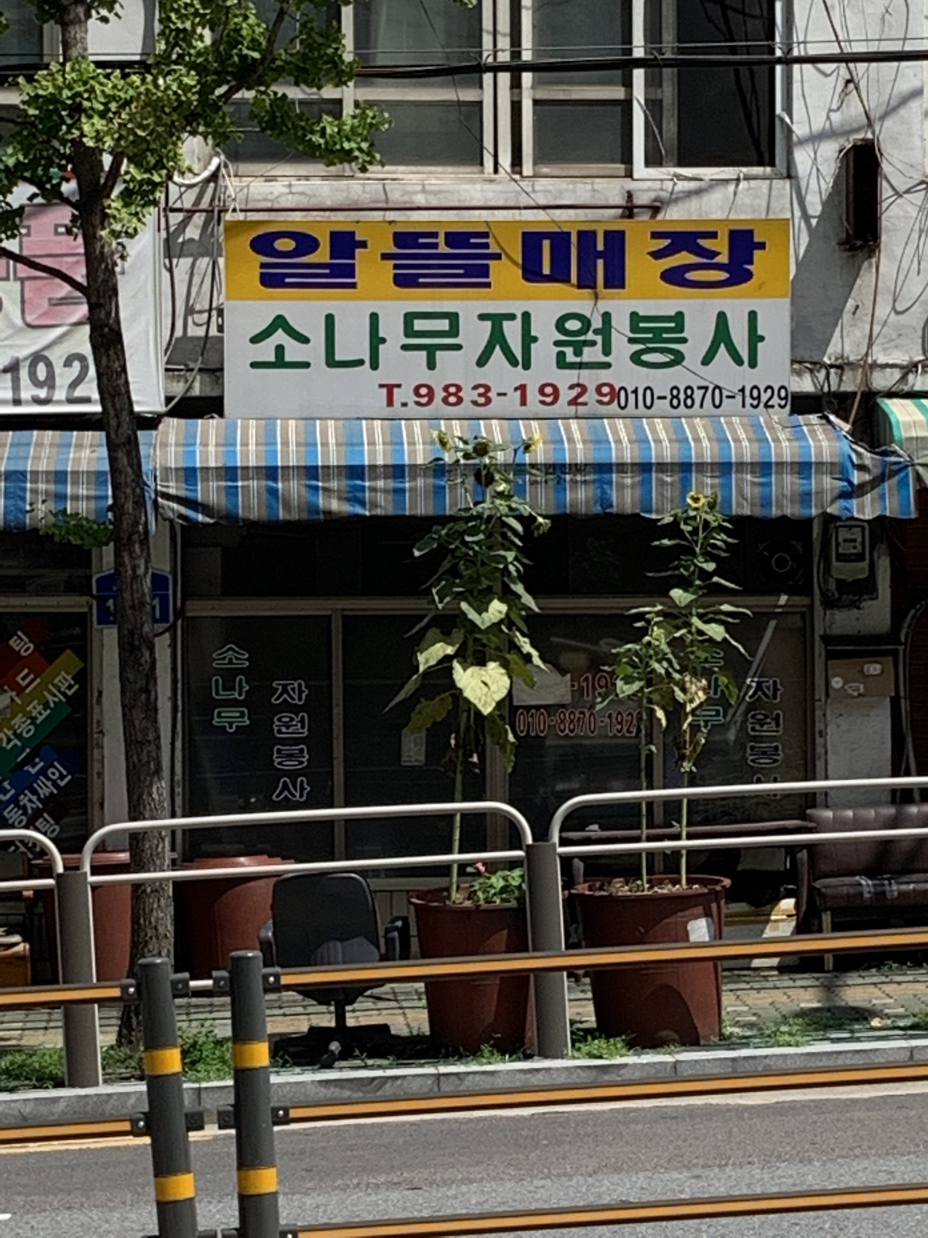 소나무자원봉사