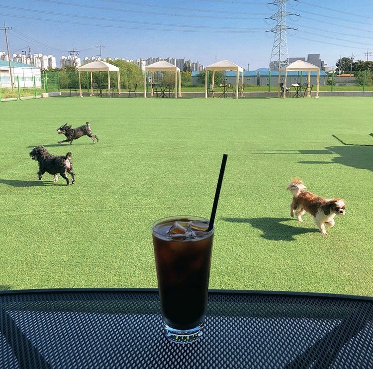 포켓멍스터 5