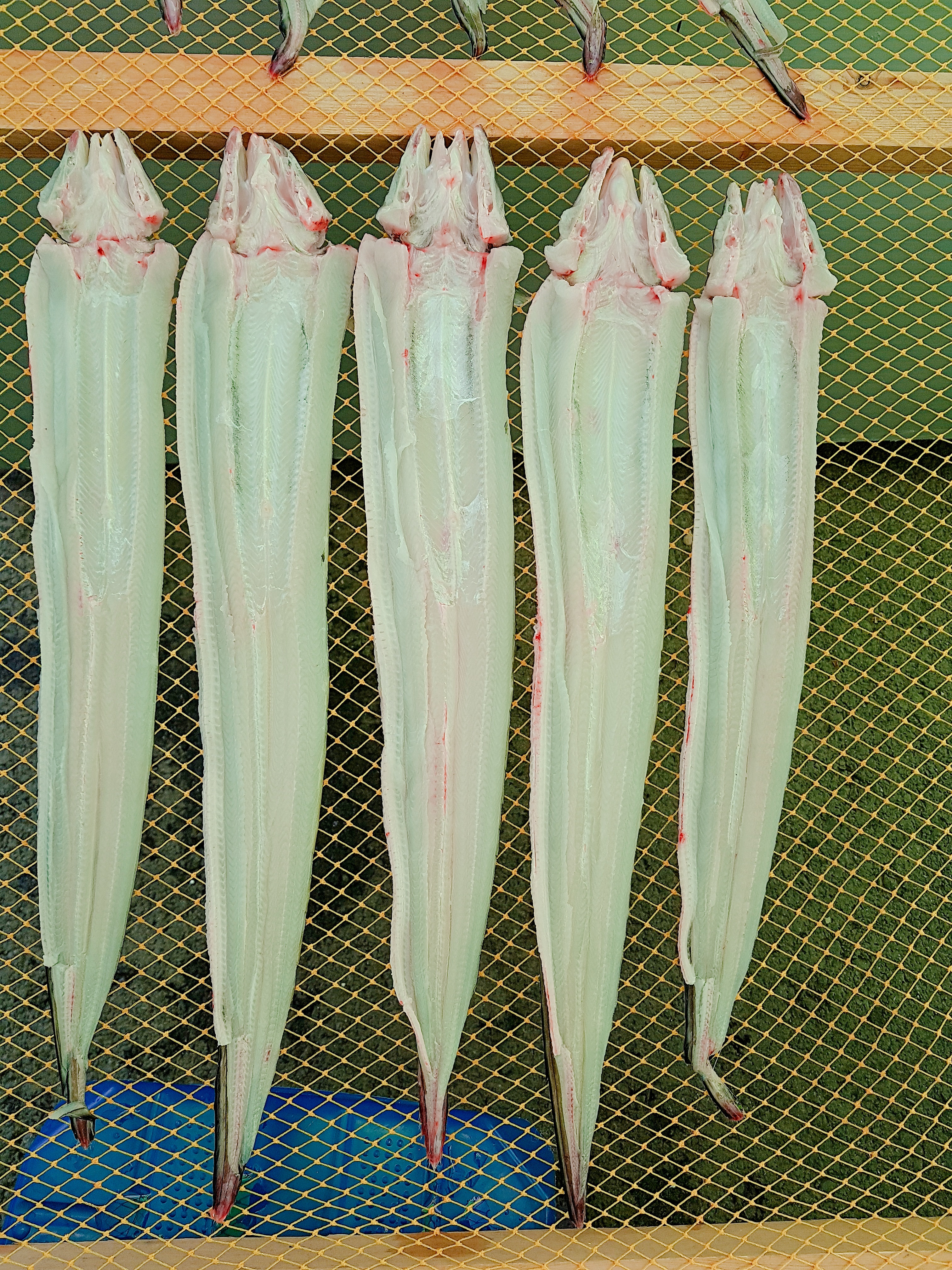 중앙수산