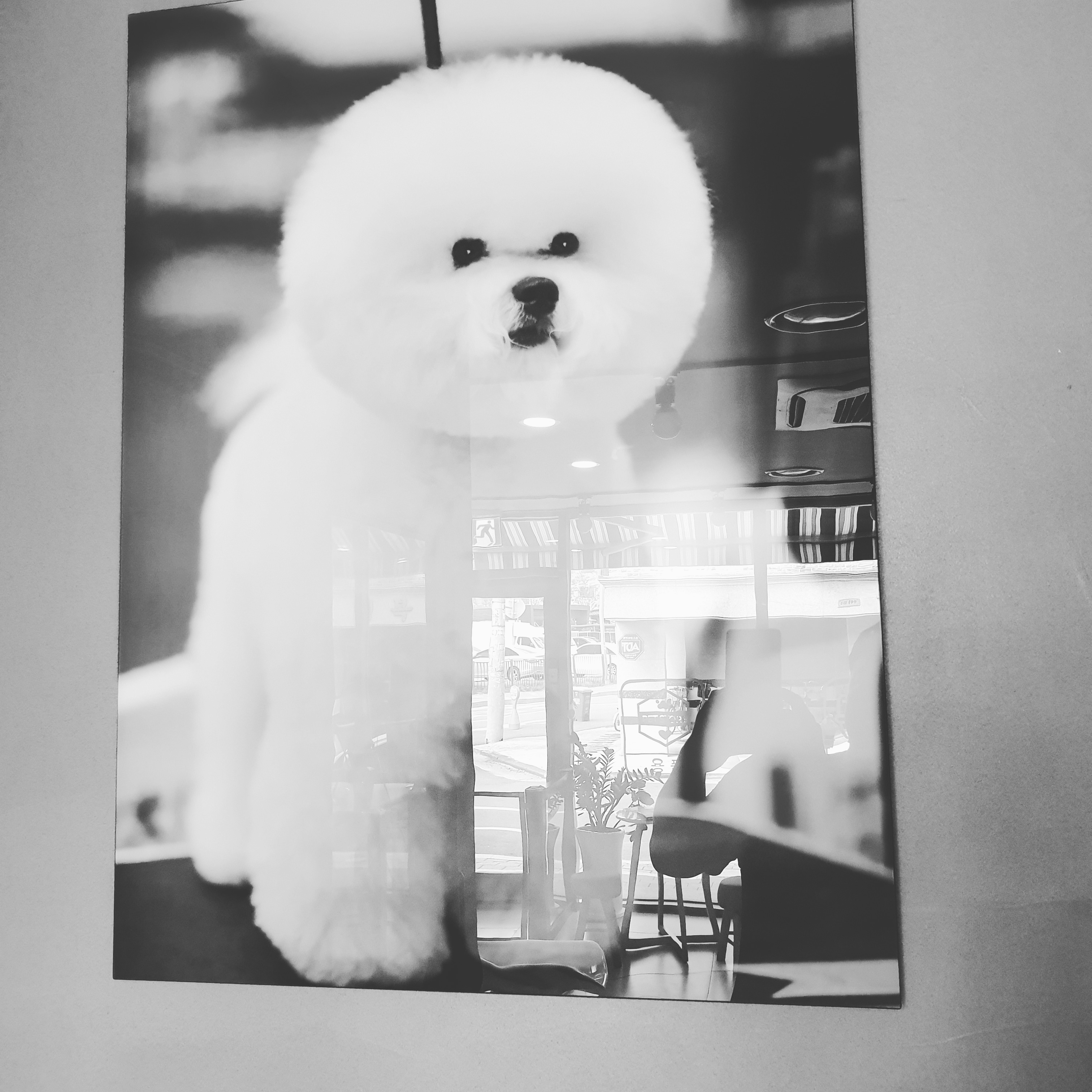 써니펫시터 대표 이미지