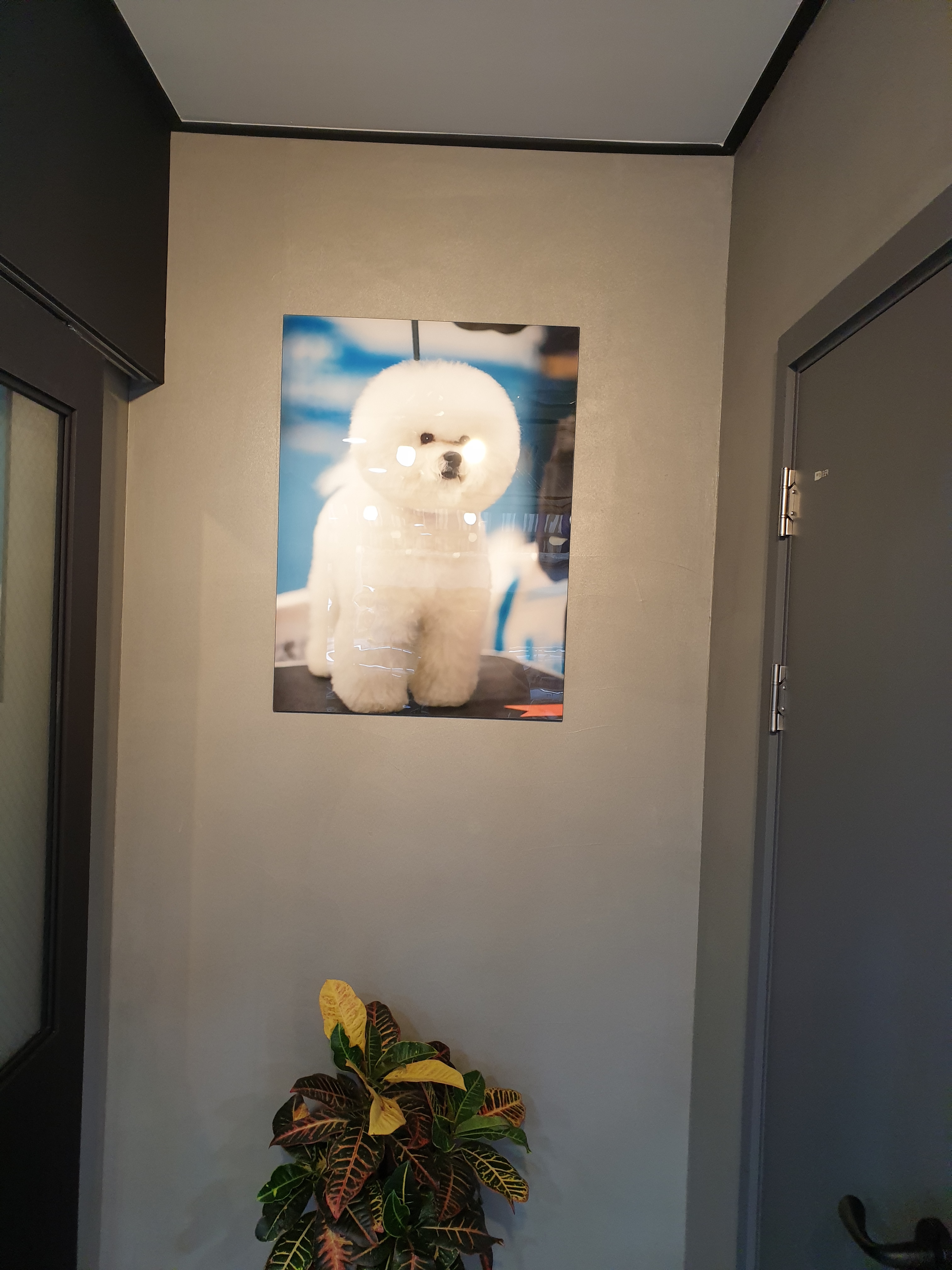 써니펫시터 대표 이미지