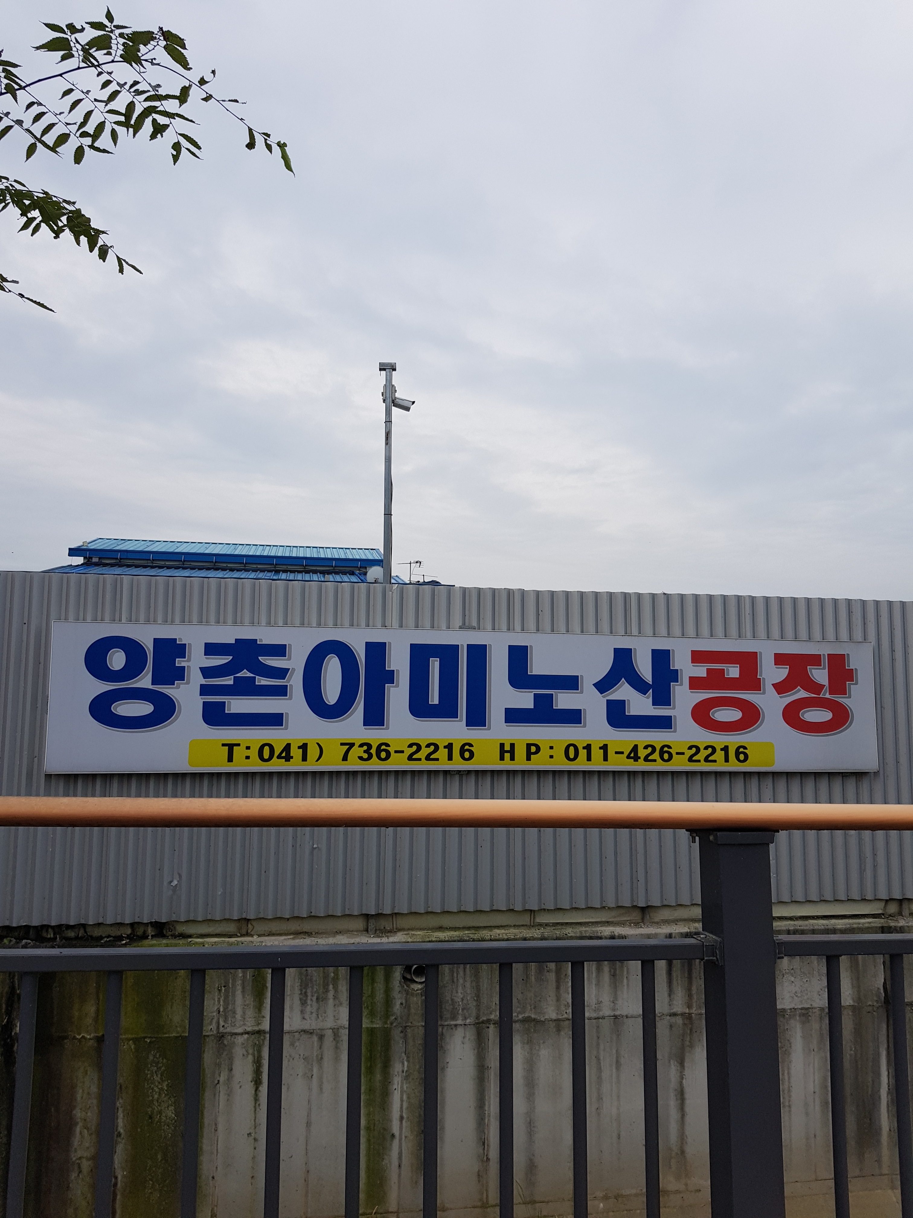 양촌아미노