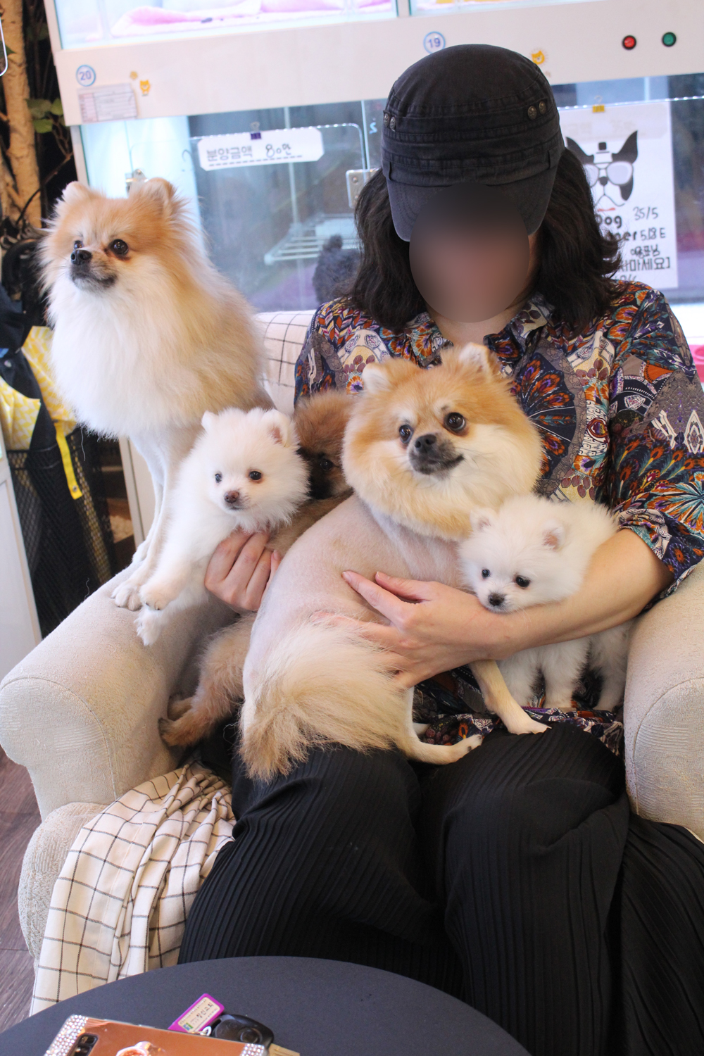 돌봄 강아지분양 대표 이미지