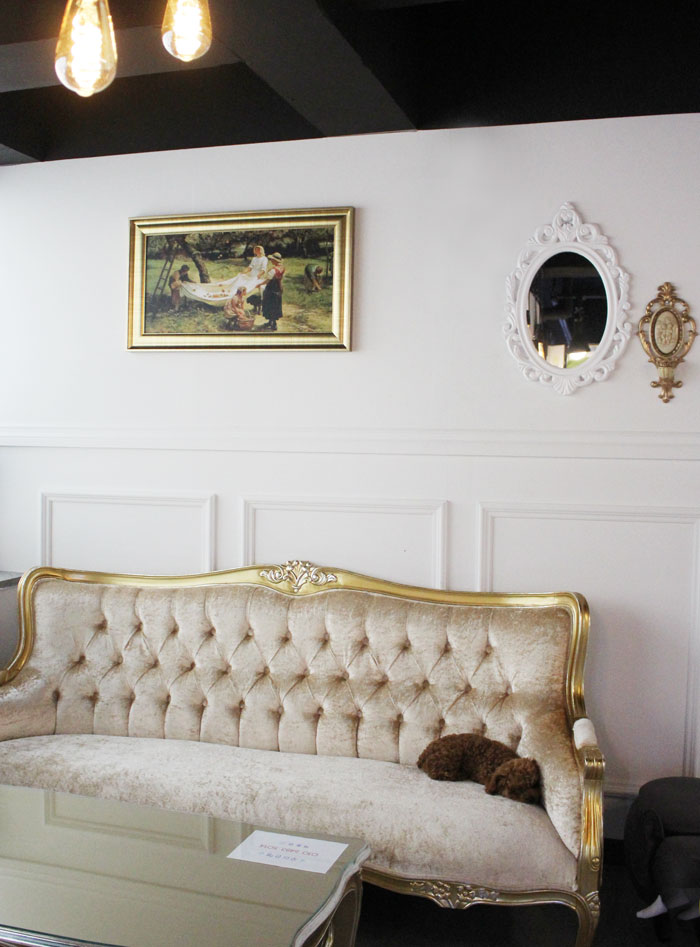 돌봄 강아지분양 대표 이미지