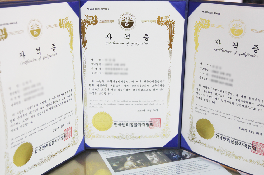 돌봄 강아지분양 대표 이미지
