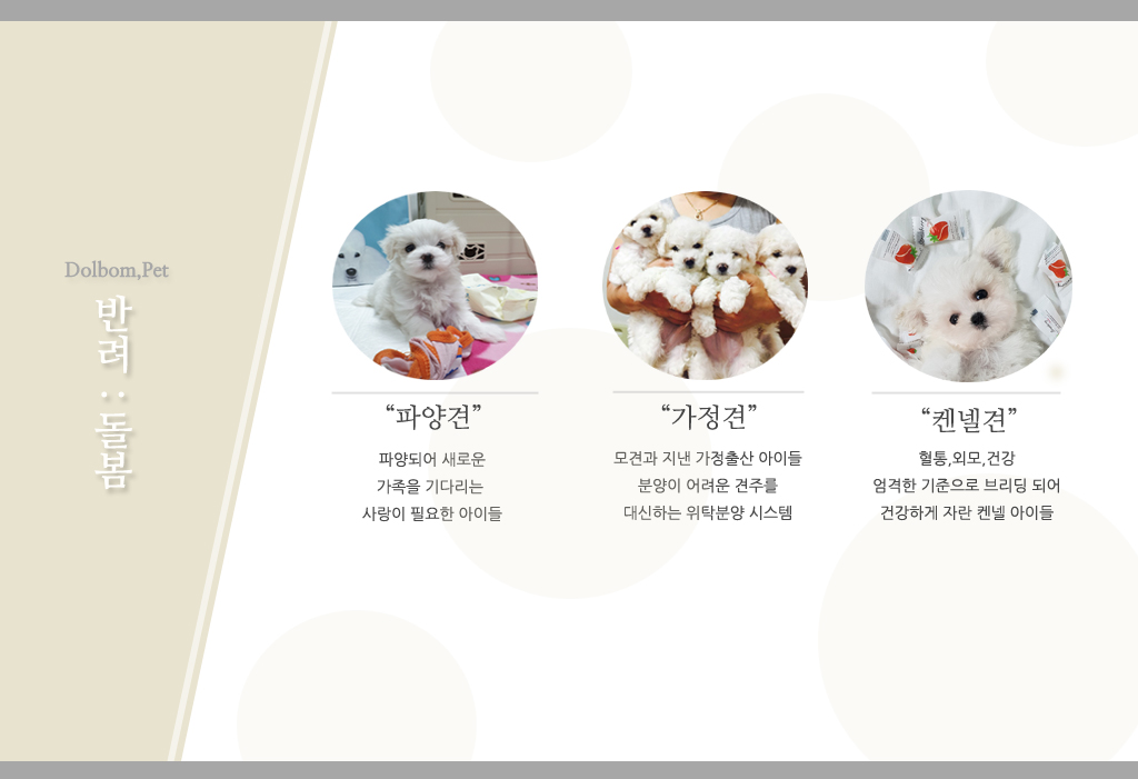 돌봄 강아지분양 대표 이미지