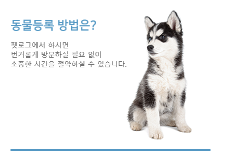 다음펫 대표 이미지
