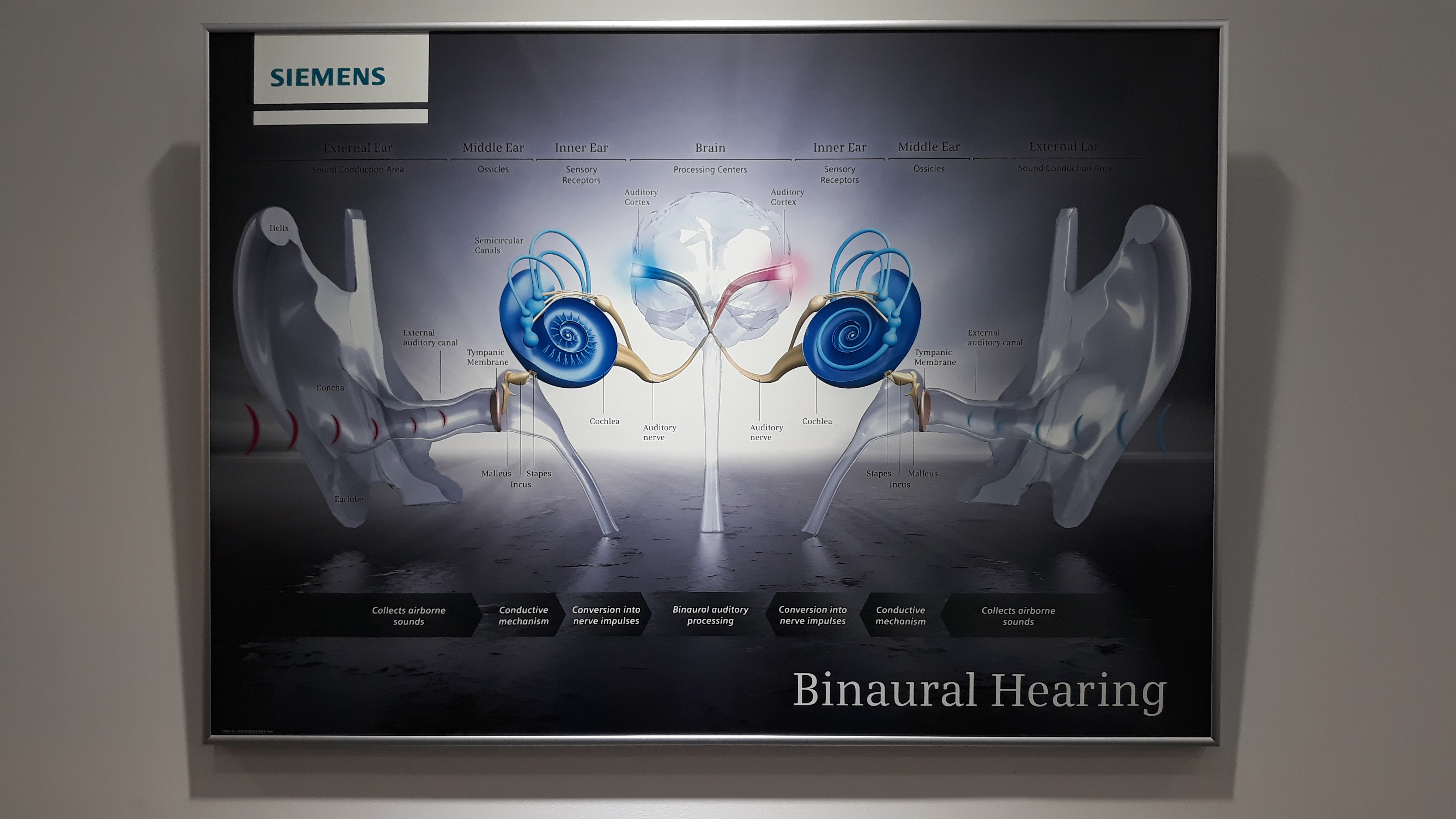 시그니아독일보청기 충주센터 대표 이미지