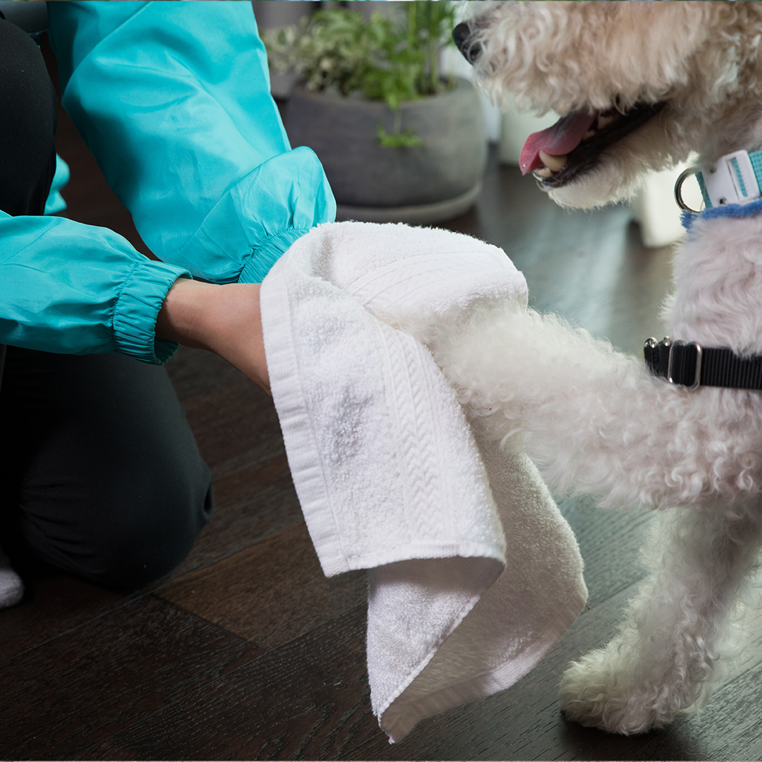 도그메이트 대표 이미지