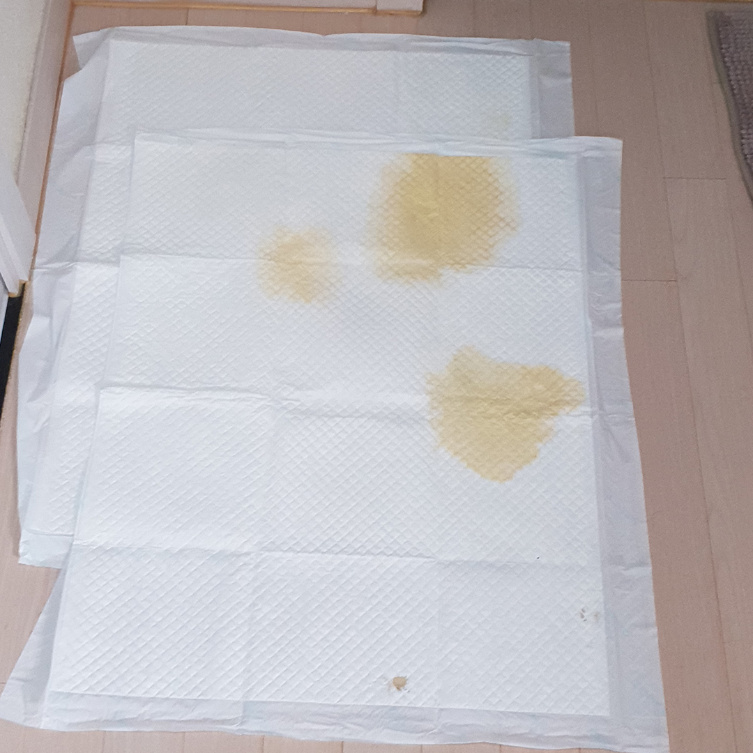 도그메이트 대표 이미지