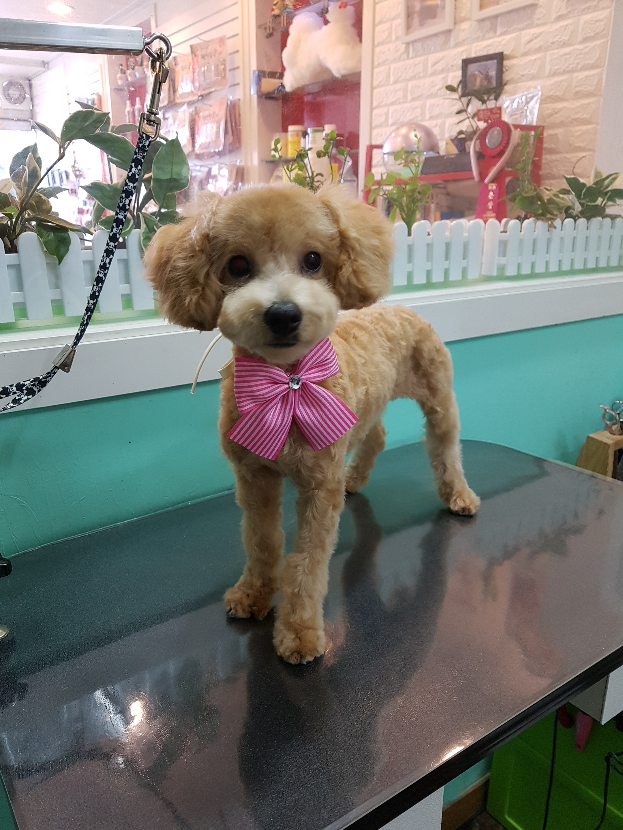 펫하우스애견 대표 이미지