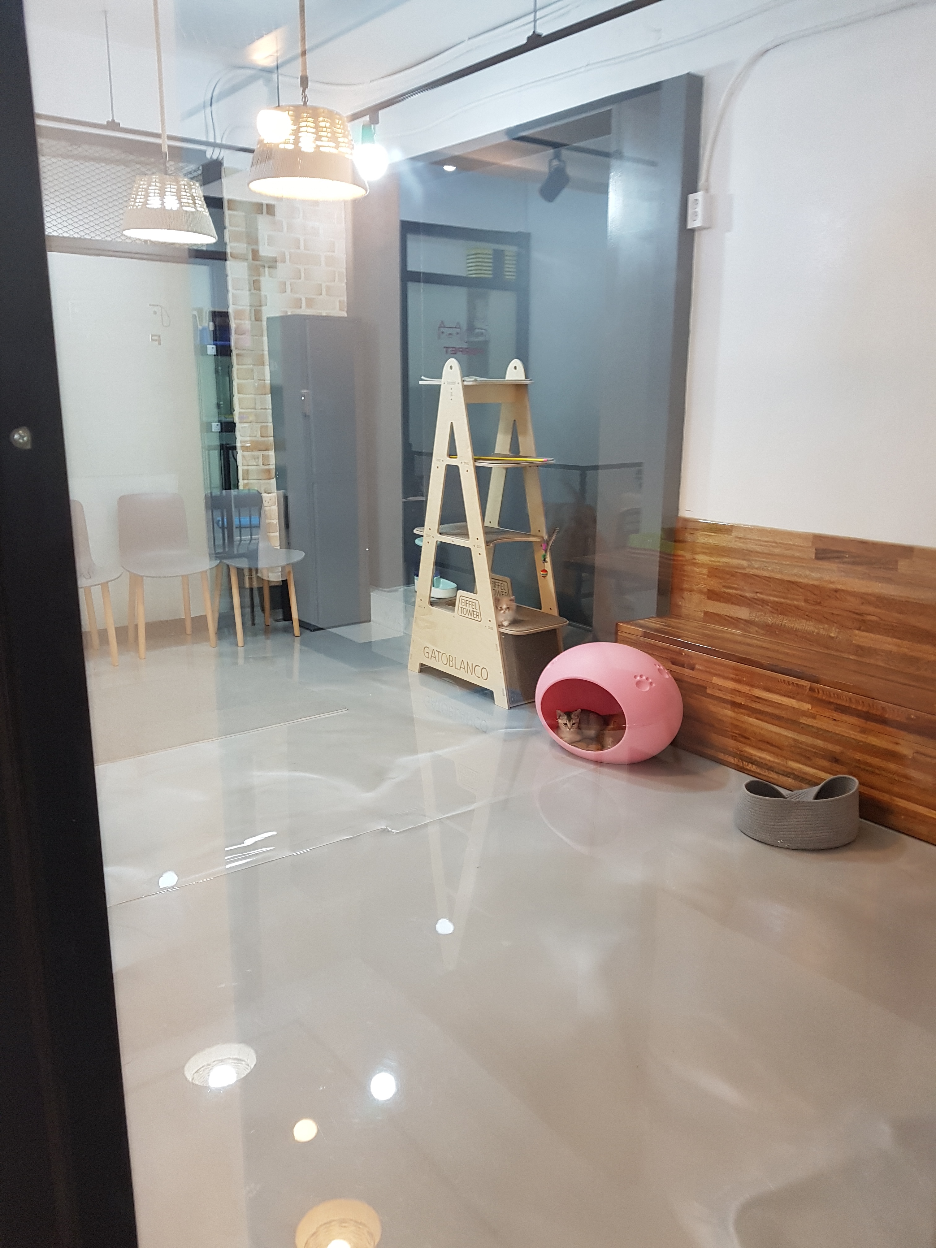 퍼펫 반려동물 동반 애견카페