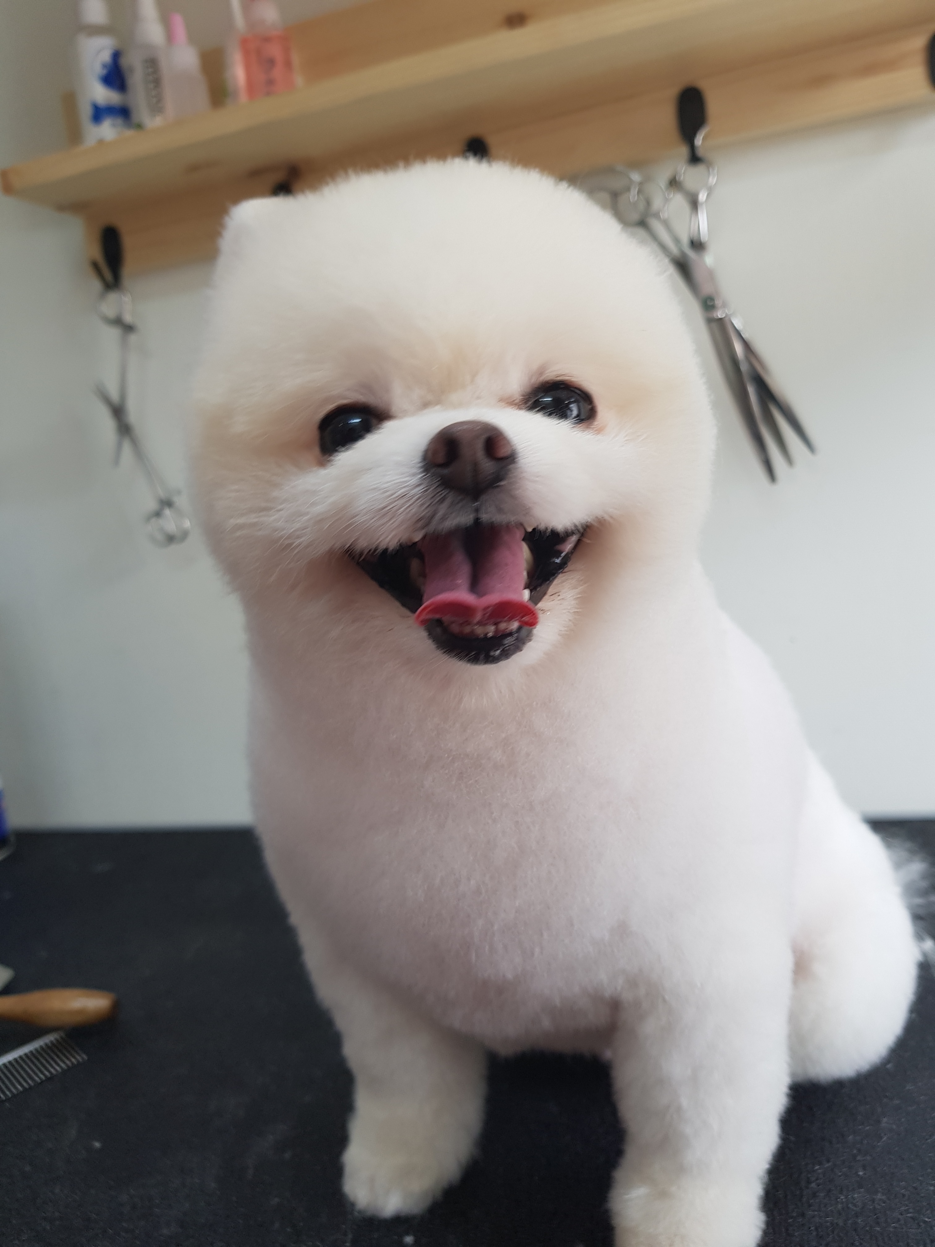 모모애견미용실