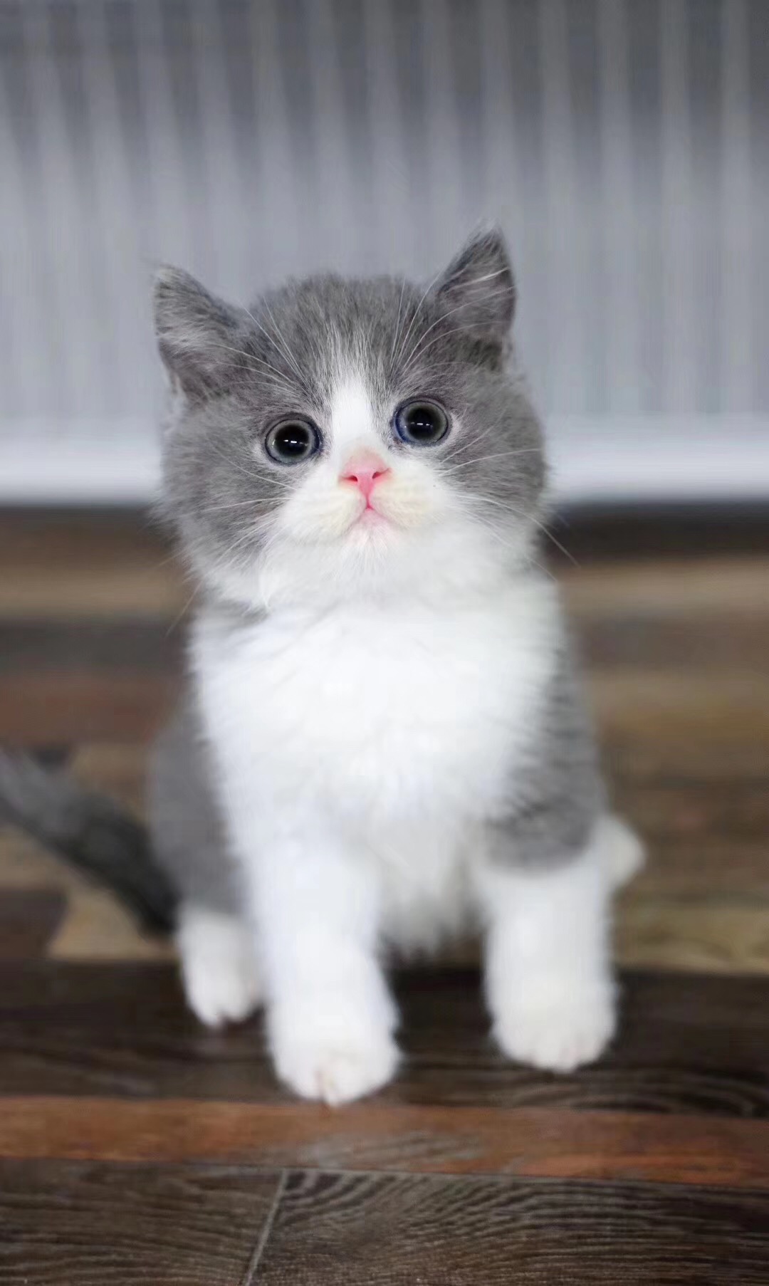 호펫 대표 이미지