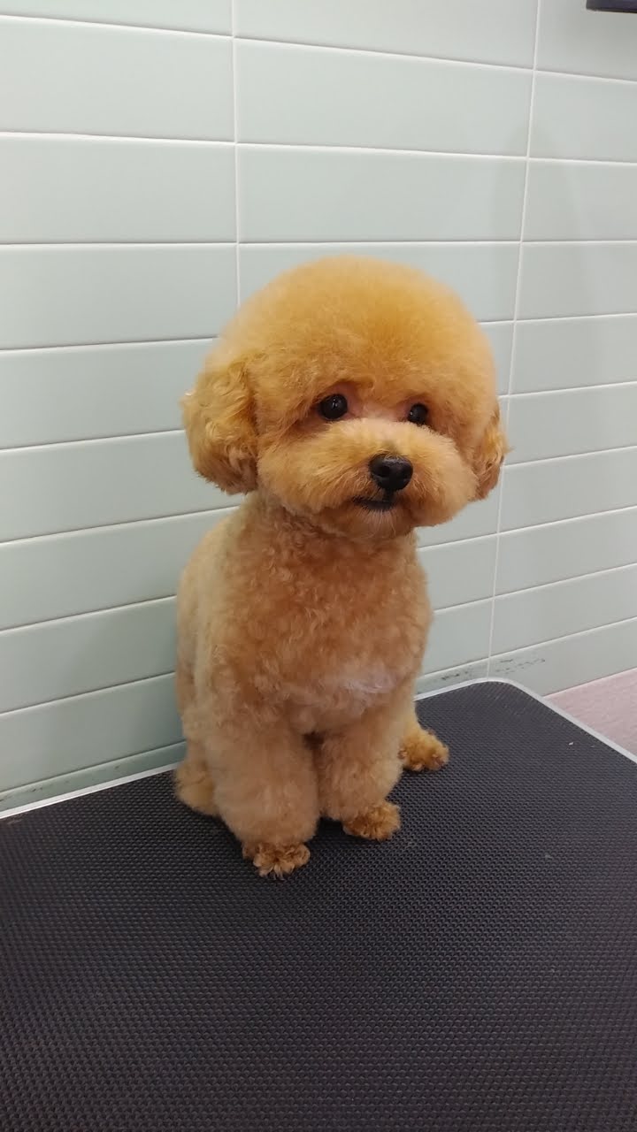 꼼꼼이청소