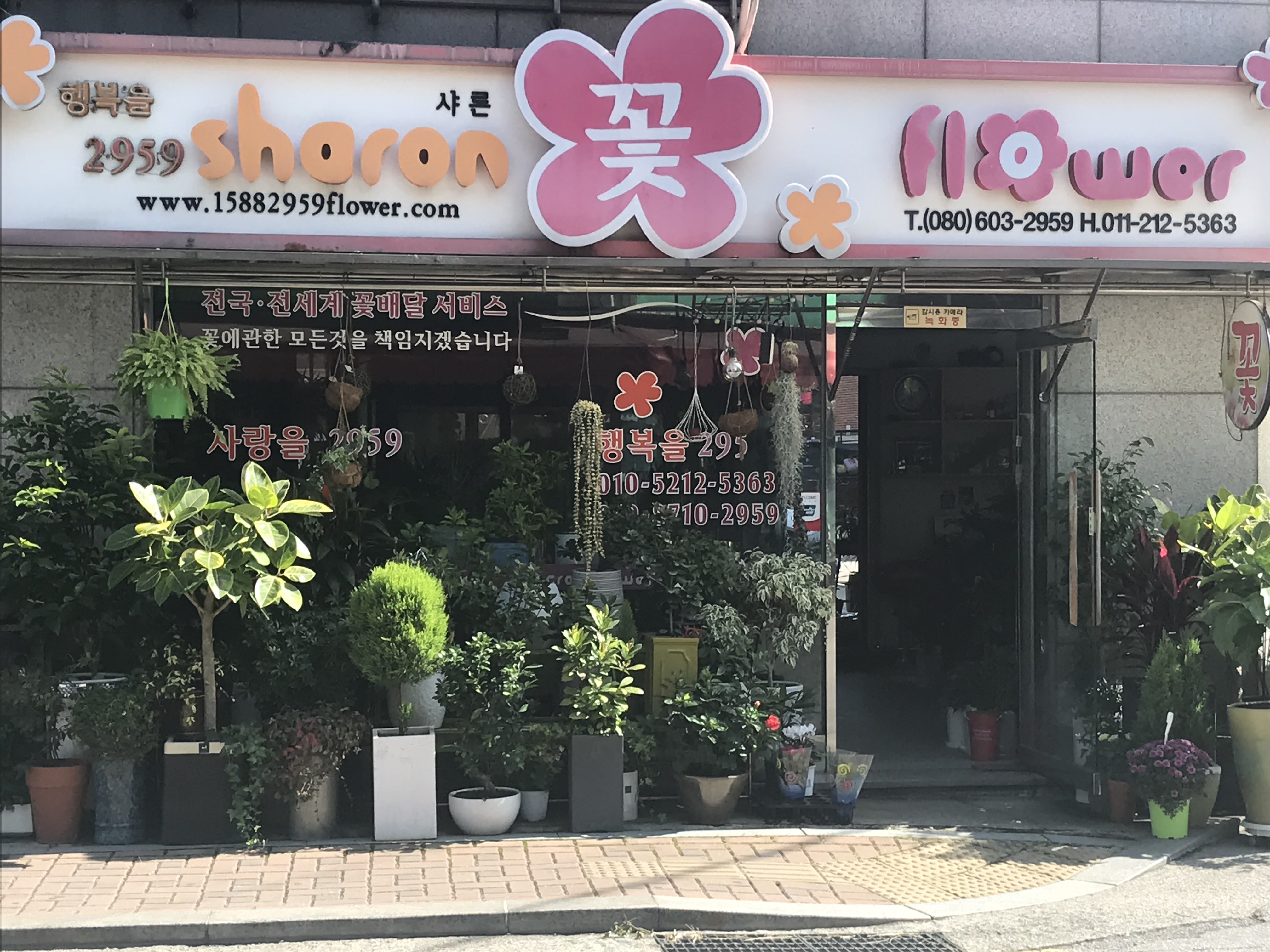 샤론꽃플라워