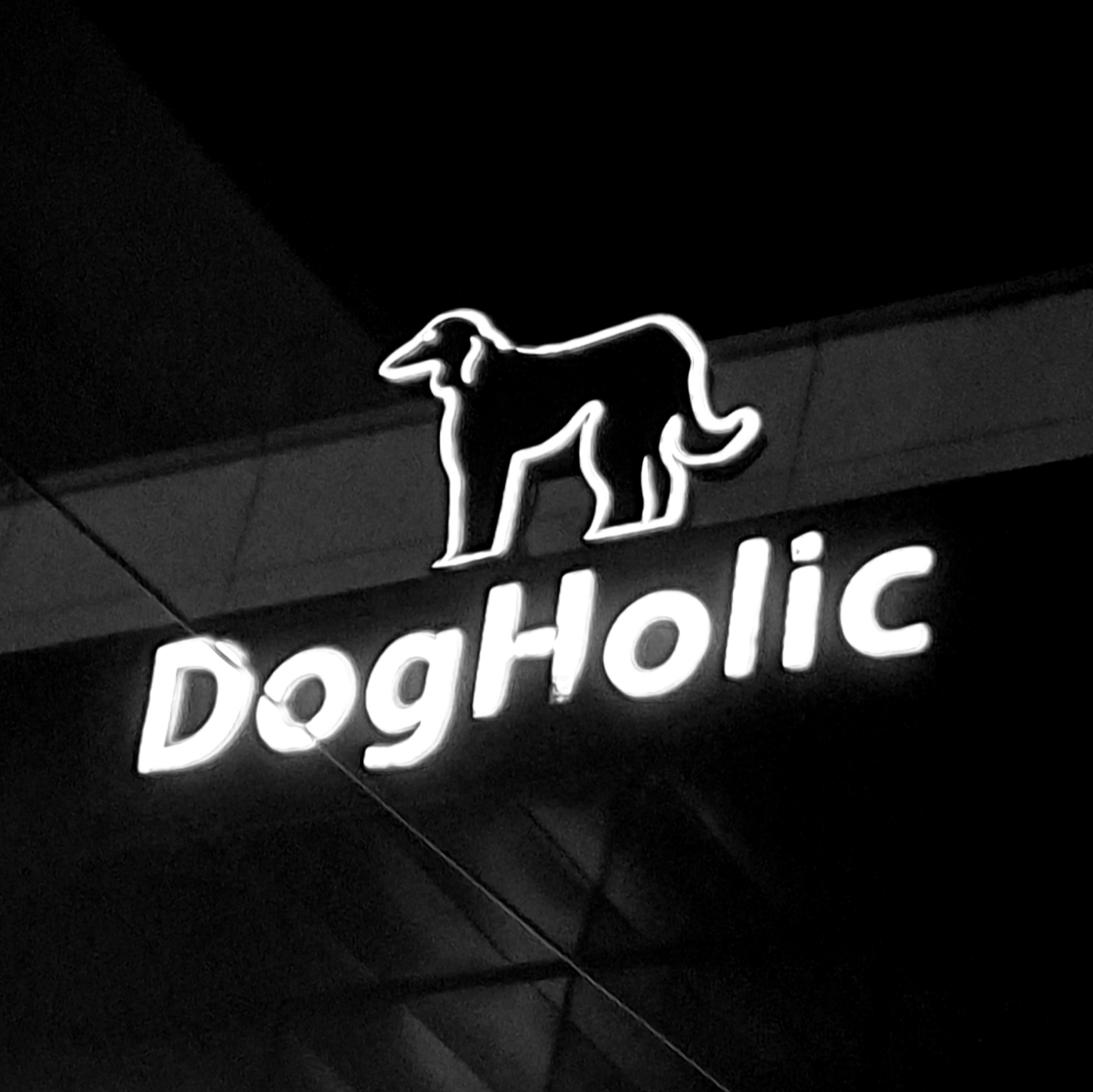 도그홀릭 대표 이미지