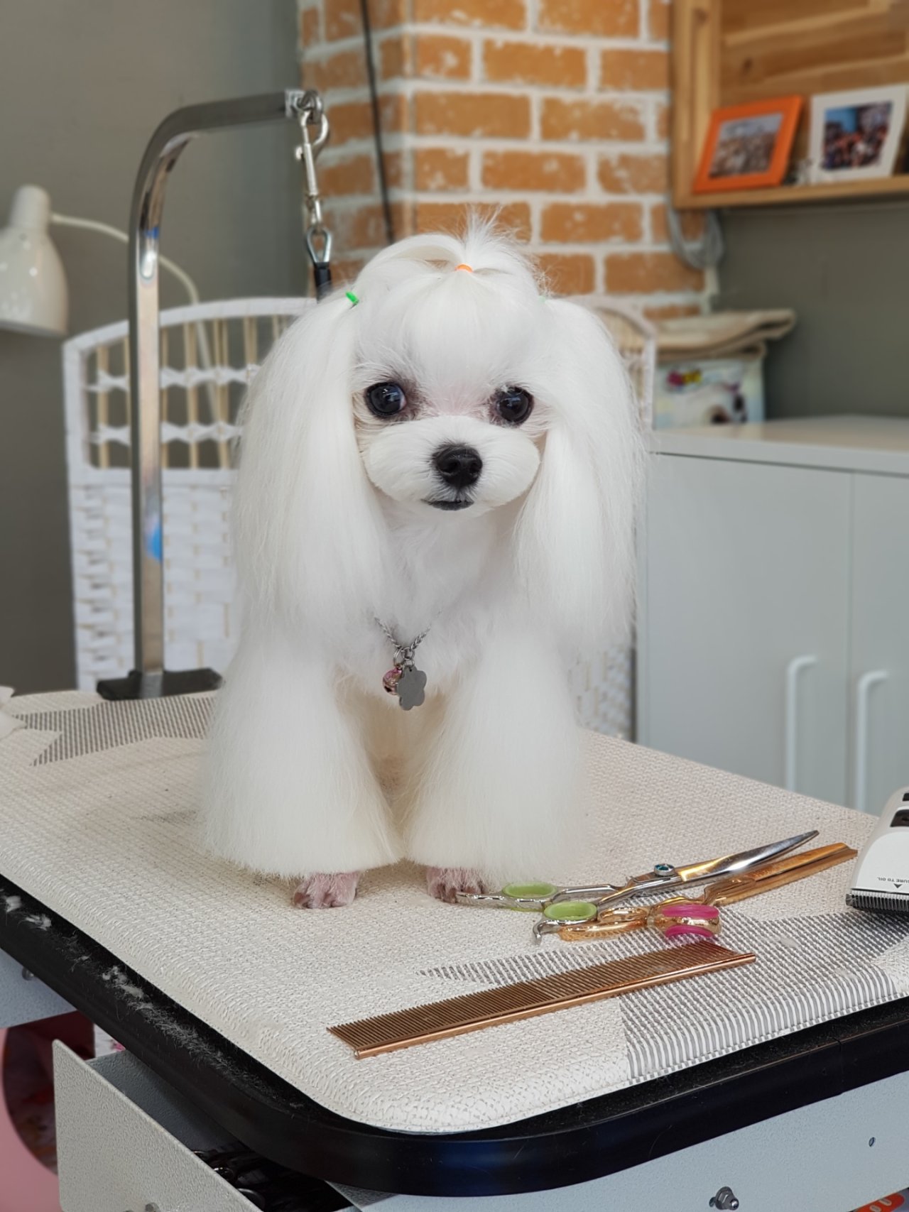 나나애견 대표 이미지