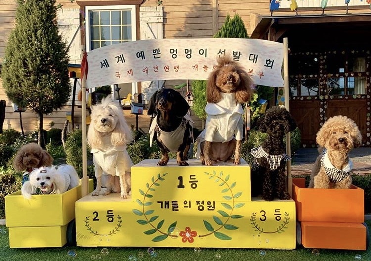개들의정원 5