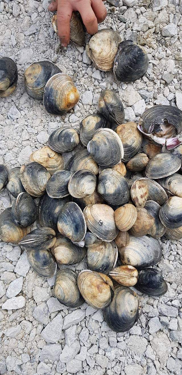 백사장사계절숲속캠핑장